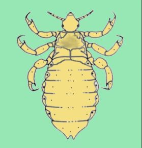 Imagen esquemtica de un piojo humano (Pediculus humanus capitis)