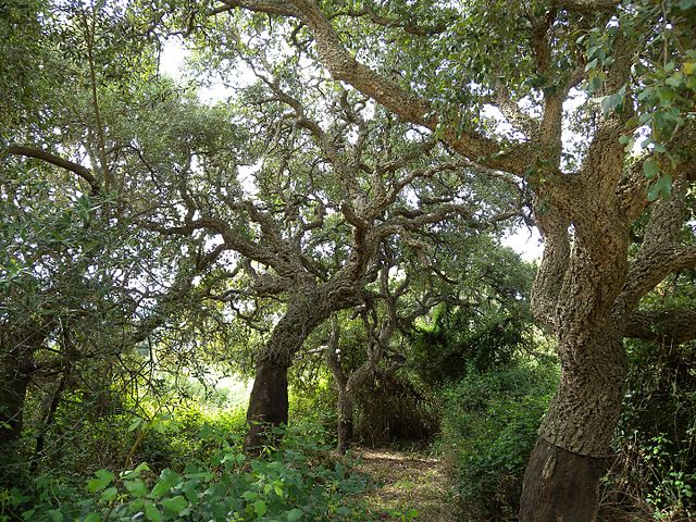 Alcornocal en el Parque Natural del Estrecho