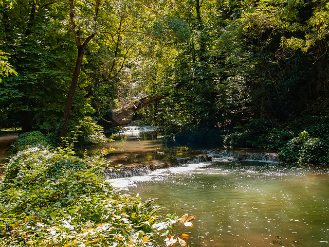 Bosque de ribera Bosque de ribera