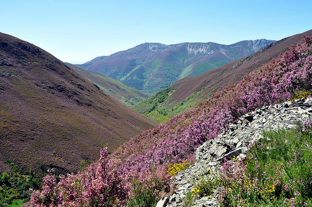 Brezal en León Brezal en León