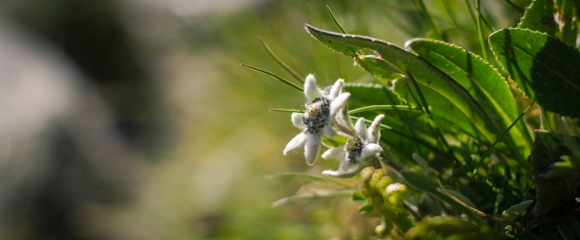 Edelweiss Edelweiss