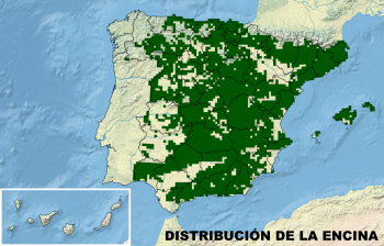 Distribución de la encina Distribución de la encina