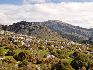 Garriga en Grazalema Garriga en Grazalema