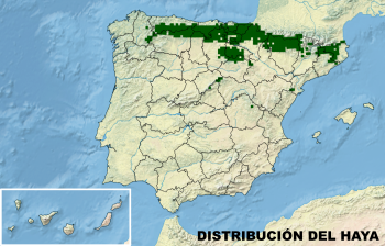 Distribución del haya Distribución del haya