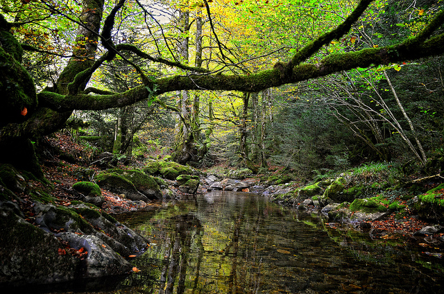 Bosque de Irati Bosque de Irati