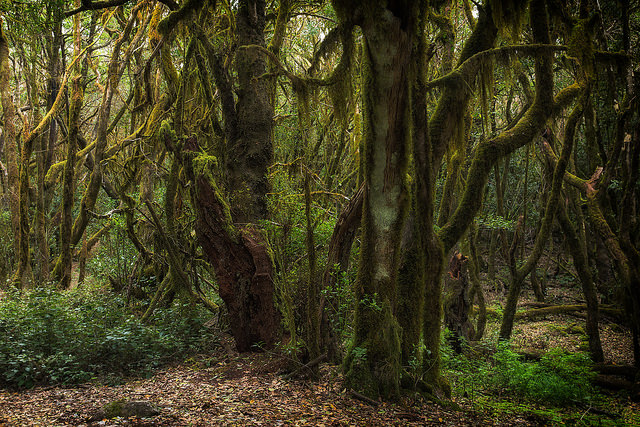 Laurisilva Laurisilva