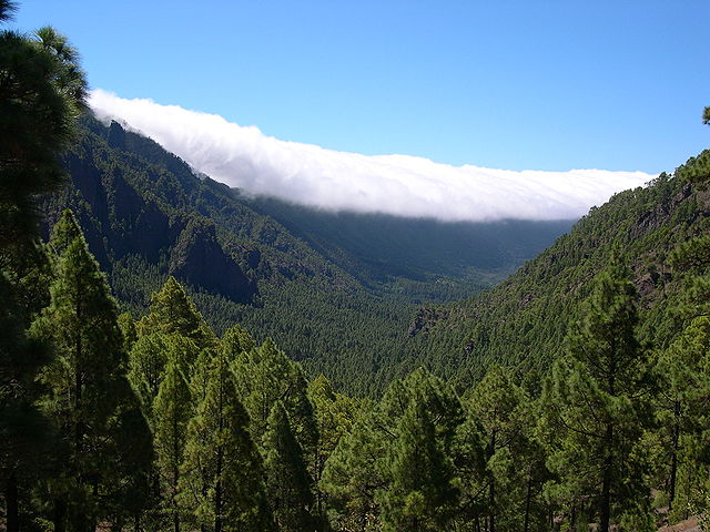 Bosque de coníferas en el piso canario Bosque de coníferas en el piso canario