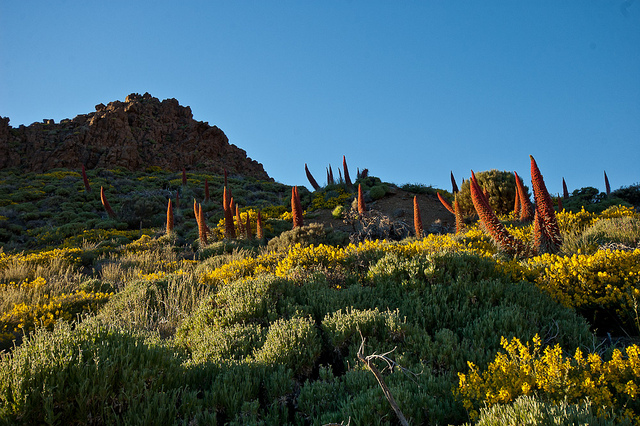 Piso supracanario Piso supracanario