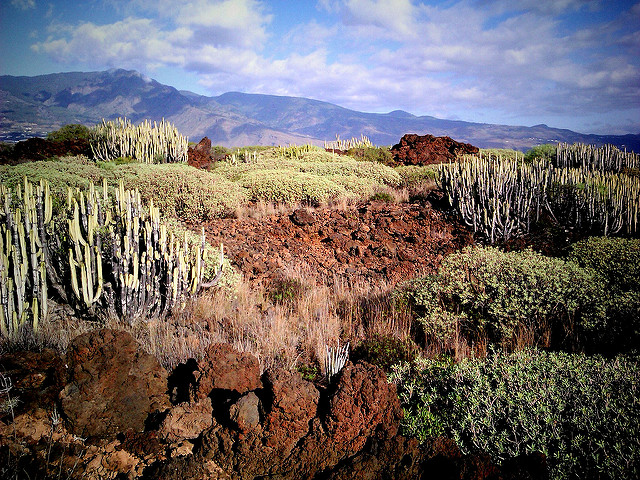 Cardonal-tabaibal Cardonal-tabaibal