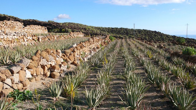 Cultivo de aloe vera en Tenerife