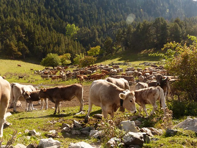 Ganadería bovina en los Pirineos Ganadería bovina en los Pirineos