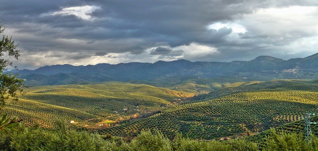 Olivares en las proximidades de Cazorla (Jaén) Olivares en las proximidades de Cazorla (Jaén)