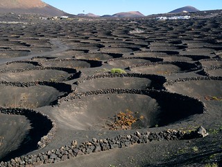 Viñedo en Lanzarote Viñedo en Lanzarote
