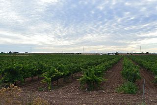 Viñedos en Albacete Viñedos en Albacete